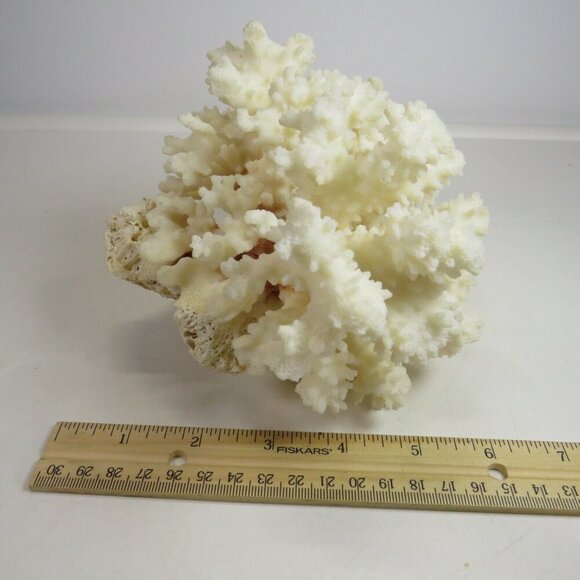 Real Coral white with orangy brown center 5.5" tall over 1lb - Picture 2 of 8